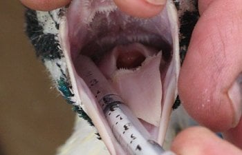 Safely Administering Oral Medications to All Poultry and Waterfowl