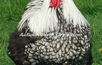Pure English Silver Laced Orpington rooster, "Skip" is our foundation father