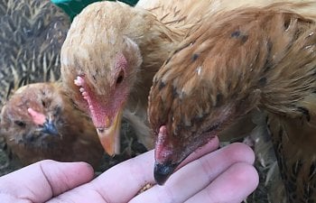 How I integrated my chickens in 2 weeks