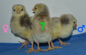 An Experiment in Chick Sexing Methods