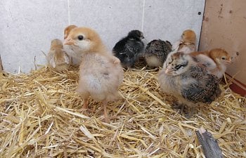 Yes, You Certainly Can Brood Chicks Outdoors