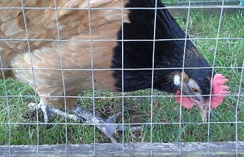 Introducing New Chickens: Using the “See but don’t touch” Method