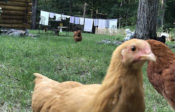 Dealing with the death of a chicken
