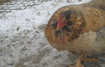 Chickens & Euthanasia