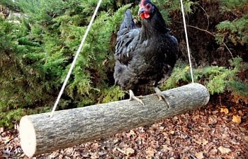 Keeping Chickens Without Free Ranging