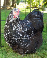 Spangle hens 08-06-13 059.JPG