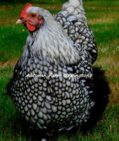 Silver Laced 08-16-14 023.JPG
