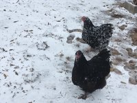 hens in snow 1.2018 c.jpg