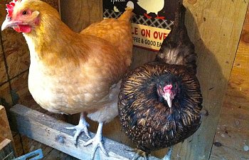 Top 10 Things to Consider Before Buying Chickens
