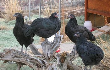 Do Poultry Mourn Over The Loss Of A Flock Mate?