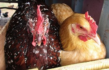 Buying chickens- What to look for?