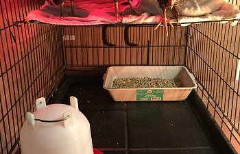 My new favorite brooder - Two level dog crate set up! (Picture included)