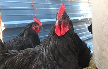 The Definite Guide To Roosters