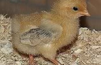 Black Tailed Buff Japanese Chickens Pictures Of Development