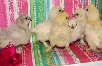 Chicks Hatched
