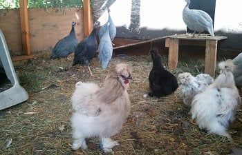 My Pet Poultry