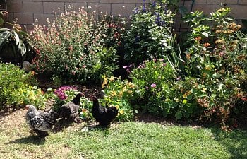 Tips For Gardening With Chickens