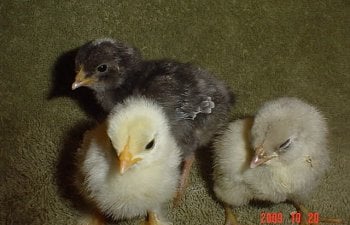Hatchingsetting Eggs Blog
