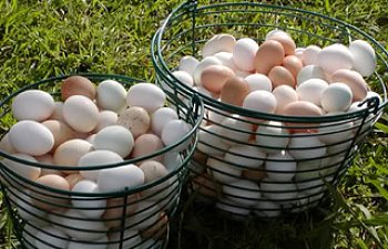 egg-basket.jpg