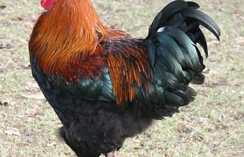 Marans Chicken Breed Information Pictures