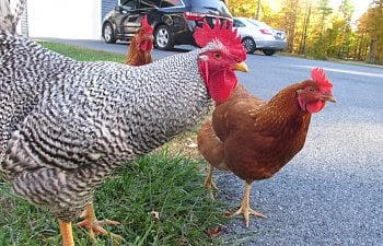 Should You Get A Rooster?