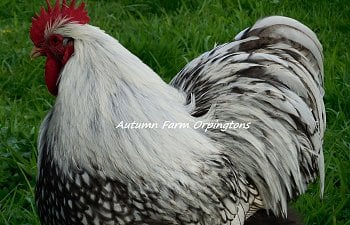 Pure English Silver Laced Rooster