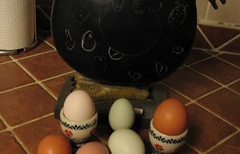 First Egg 3