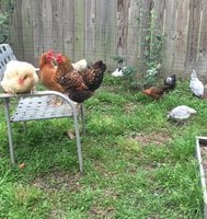Chickens in the yard b.jpg