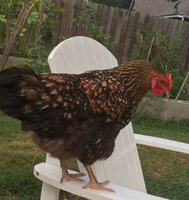 Daisy supervising chicken gardening.jpg