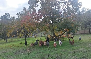 Poultry Ownership and Dealing with Loss (From a Tenderhearted Farmer)