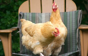 Does Chicken Keeping Ever Get Boring?