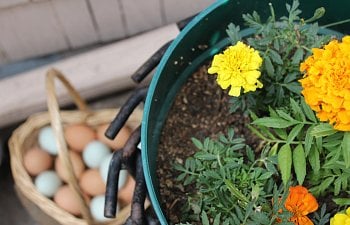 Herbs, Flowers, and Weeds for Chickens