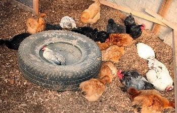 Dust Baths: What they are and why they are important