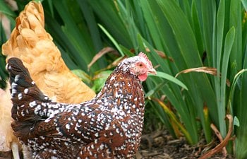 How to Handle the Ageing Process of Chickens