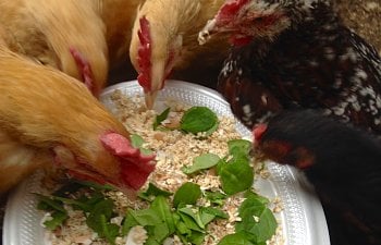 Table Scraps and Leftovers for Chickens