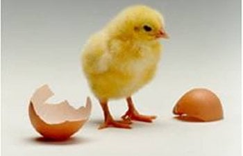 A Simple Guide to Hatching Chicken Eggs