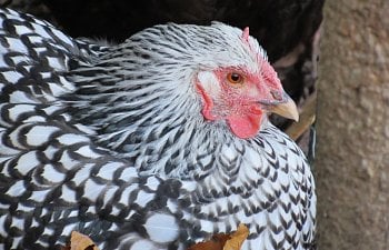 Think of your neighbors: simple chicken keeping etiquette