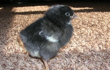 Brooding Chicks: The First 6 Weeks