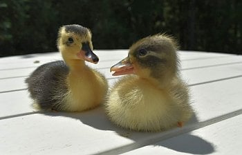 Feeding Ducklings Medicated Feed - The Myths and the Truth