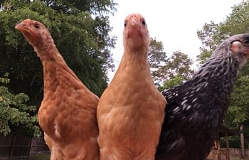 is it healthy for my chickens to eat their own eggs?