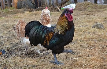 The naturally good rooster