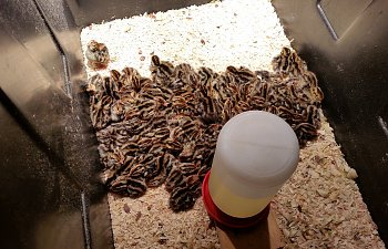 DIY Storage Tote Quail/Chick Brooder