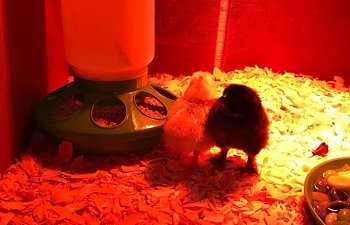Raising baby Chicks