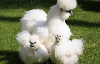 Hatching Eggs with a Broody Hen