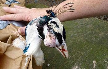 Sinus Infection Removal in a Peafowl