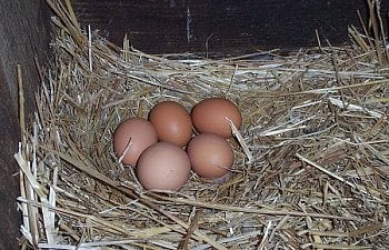 Store Eggs vs. Farm Eggs