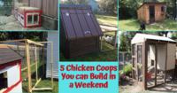 5 Chicken Coops You Can Build in a Weekend