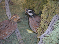 Quail Species and How To Pick The Right Bird For You