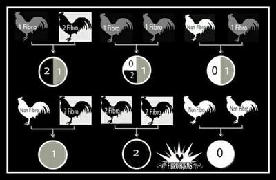 Ayam Cemani Breeding Chart.jpg