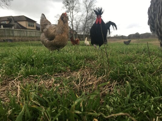 My chicken flock (by Meri Maura)